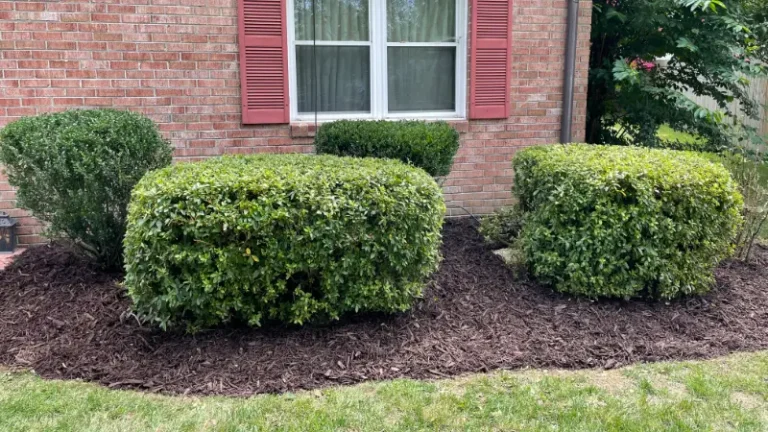 Hiring A Landscape Maintenance Company In Virginia Beach, Virginia