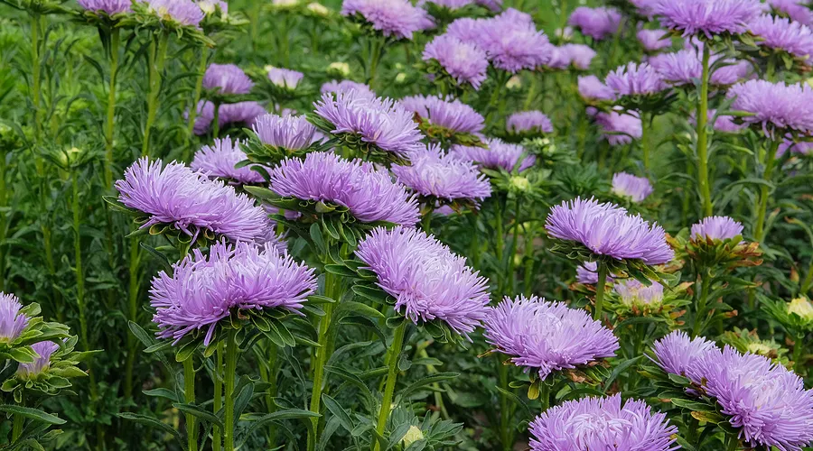 Native Plant Gardens