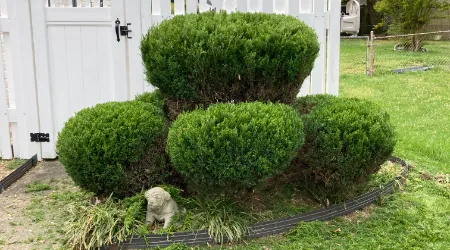 Hedge Trimming and Pruning