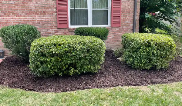 Landscape Maintenance Services